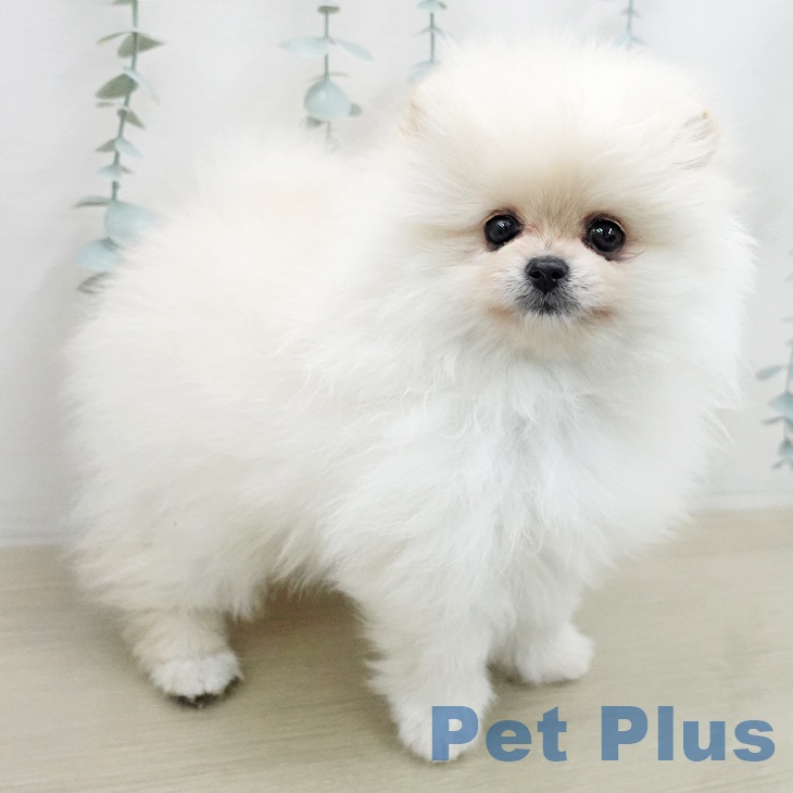 神奈川県のポメラニアン (ペットプラス モザイクモール港北店/2026年1月9日生まれ/女の子/クリーム)の子犬の1枚目の画像