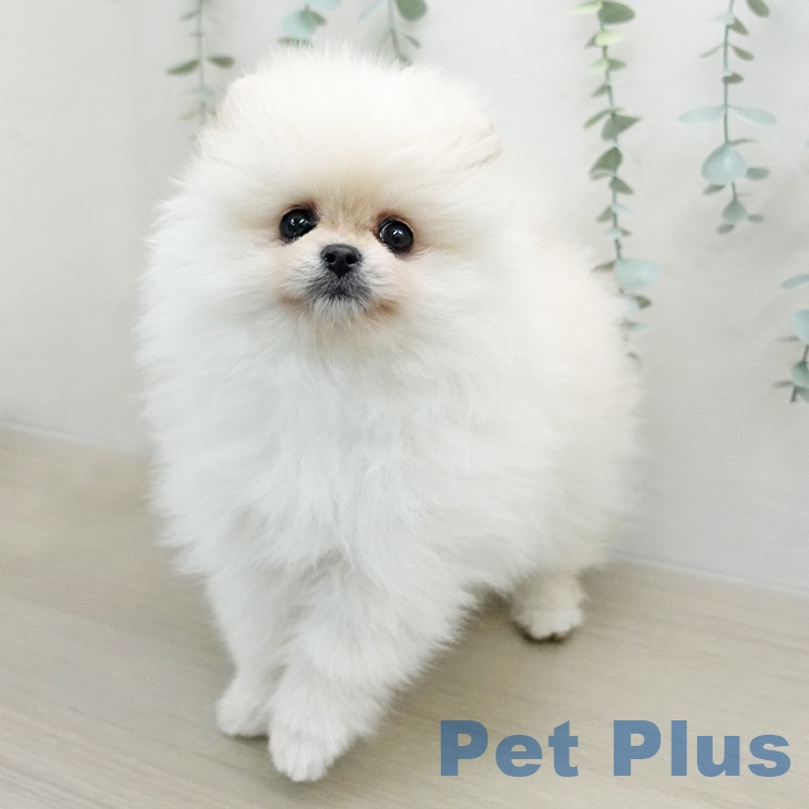 神奈川県のポメラニアン (ペットプラス モザイクモール港北店/2026年1月9日生まれ/女の子/クリーム)の子犬の2枚目の画像