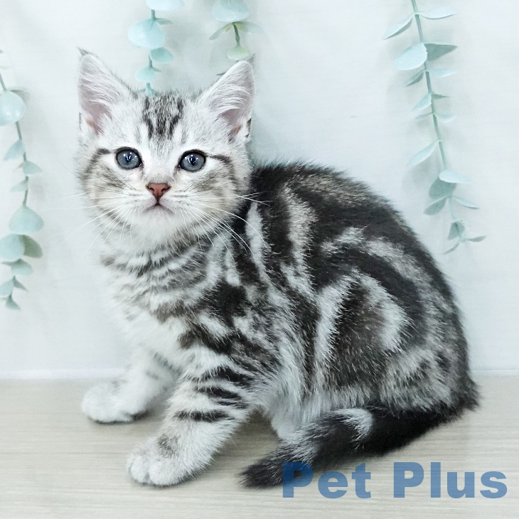 埼玉県のアメリカンショートヘアー (ペットプラス クレアモール川越店/2026年1月3日生まれ/男の子/シルバータビー)の子猫の1枚目の画像