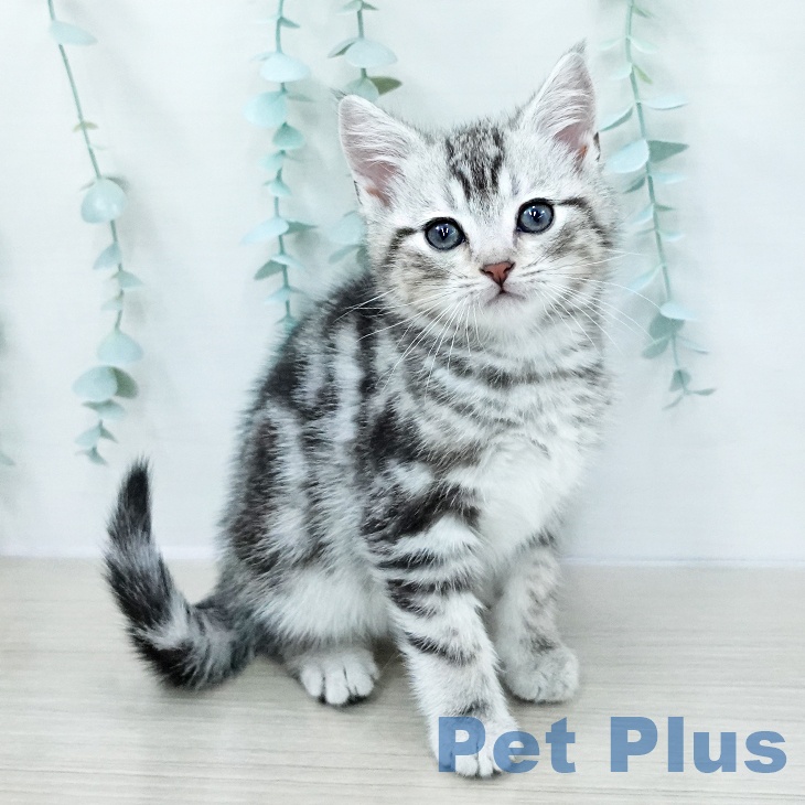 埼玉県のアメリカンショートヘアー (ペットプラス クレアモール川越店/2026年1月3日生まれ/男の子/シルバータビー)の子猫の2枚目の画像