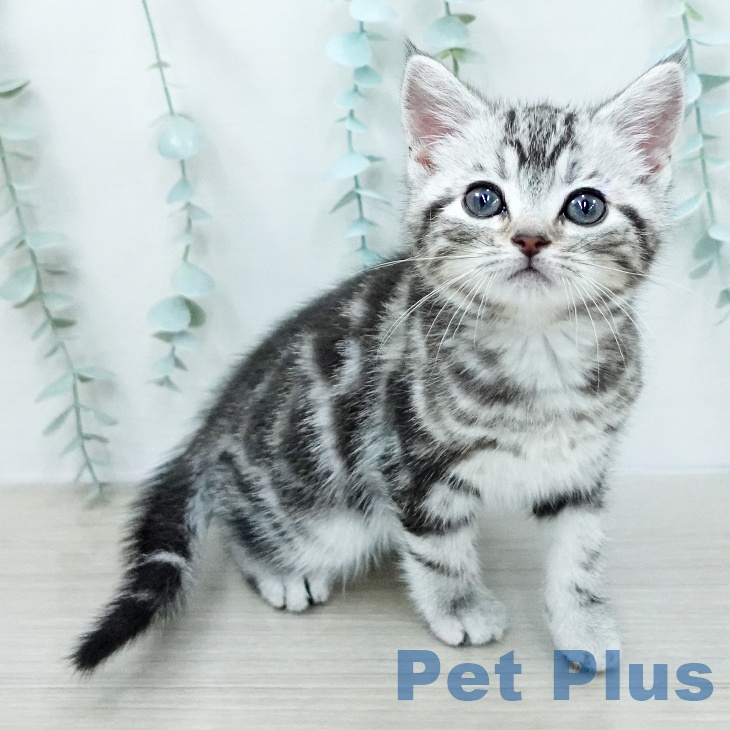 神奈川県のアメリカンショートヘアー (ペットプラス モザイクモール港北店/2026年1月3日生まれ/女の子/シルバータビー)の子猫