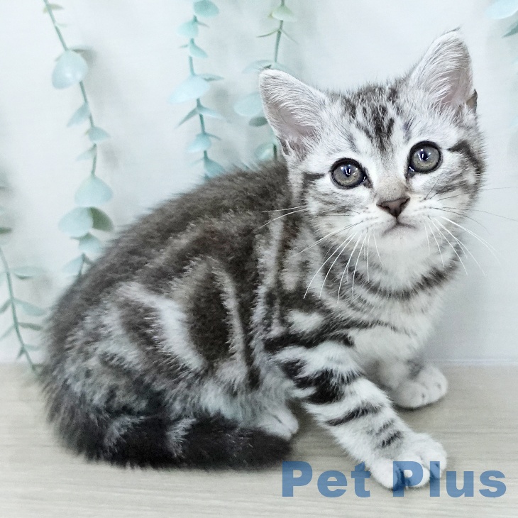 アメリカンショートヘア