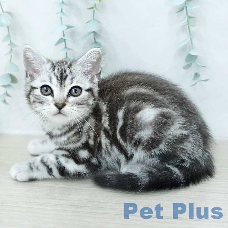 アメリカンショートヘア