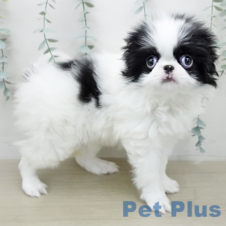 神奈川県の狆 (ペットプラス モザイクモール港北店/2026年1月10日生まれ/女の子/白黒)の子犬の1枚目の画像