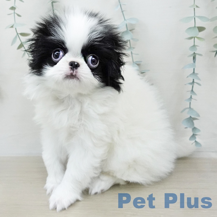 神奈川県の狆 (ペットプラス モザイクモール港北店/2026年1月10日生まれ/女の子/白黒)の子犬の2枚目の画像