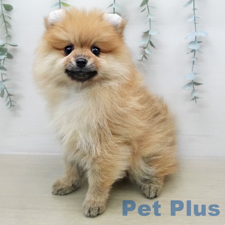 東京都のポメラニアン (ペットプラス 板橋店/2026年1月10日生まれ/男の子/オレンジ)の子犬の1枚目の画像
