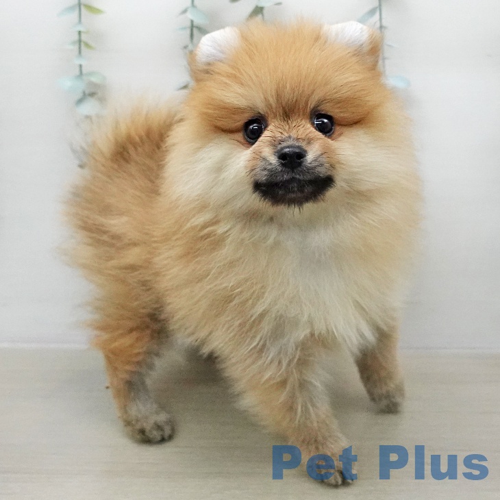 東京都のポメラニアン (ペットプラス 板橋店/2026年1月10日生まれ/男の子/オレンジ)の子犬の2枚目の画像