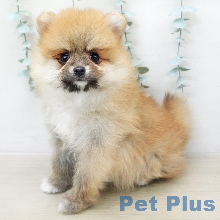 山梨県のポメラニアン (ペットプラス 甲府国母店/2026年1月11日生まれ/男の子/オレンジ)の子犬の1枚目の画像