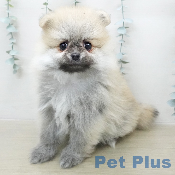 長野県のポメラニアン (ペットプラス 松本店/2026年1月11日生まれ/女の子/オレンジセーブル)の子犬の1枚目の画像