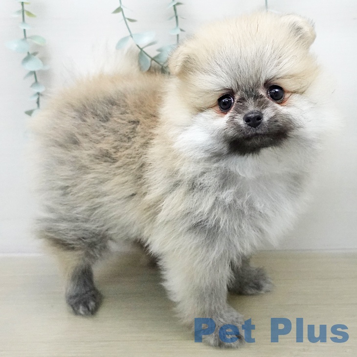 長野県のポメラニアン (ペットプラス 松本店/2026年1月11日生まれ/女の子/オレンジセーブル)の子犬の2枚目の画像