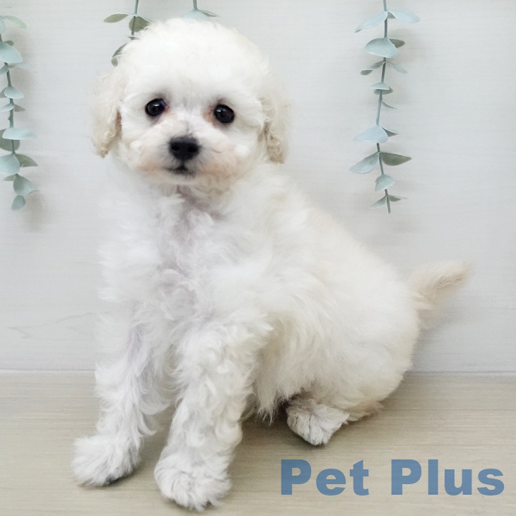 神奈川県のトイプードル(トイ) (ペットプラス モザイクモール港北店/2026年1月11日生まれ/男の子/ホワイト)の子犬の1枚目の画像