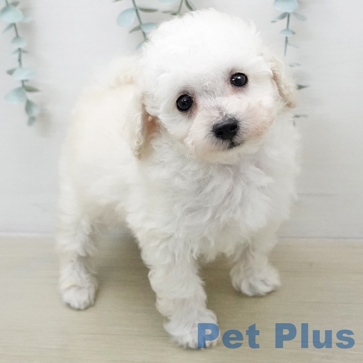 神奈川県のトイプードル(トイ) (ペットプラス モザイクモール港北店/2026年1月11日生まれ/男の子/ホワイト)の子犬の2枚目の画像