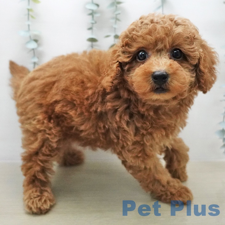 トイ・プードルの写真2