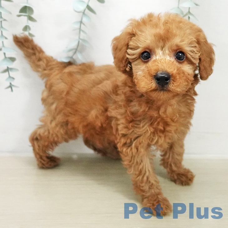 トイ・プードル