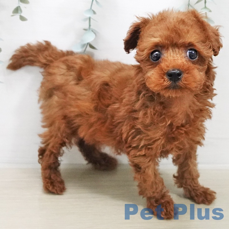 トイ・プードル