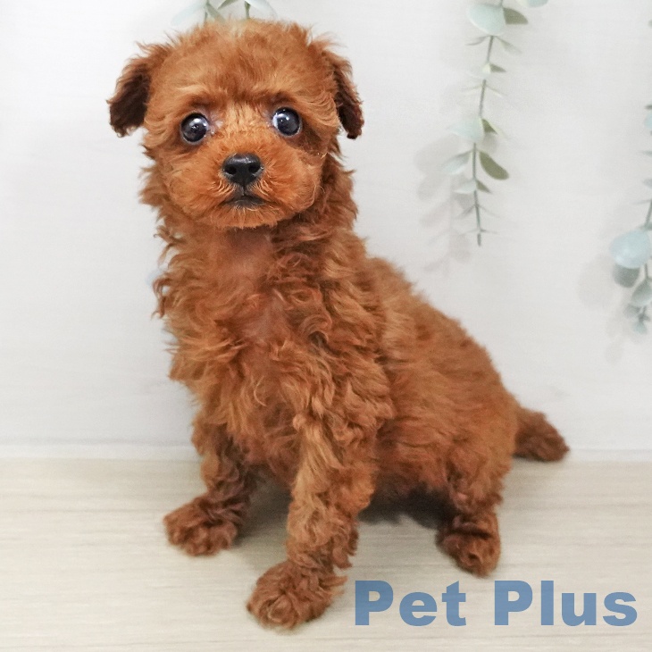 トイ・プードルの写真2