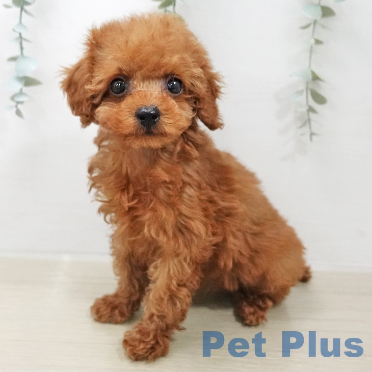 トイ・プードルの写真2