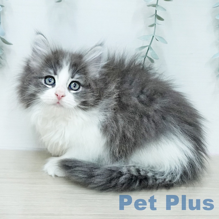 ノルウェージャンフォレストキャット