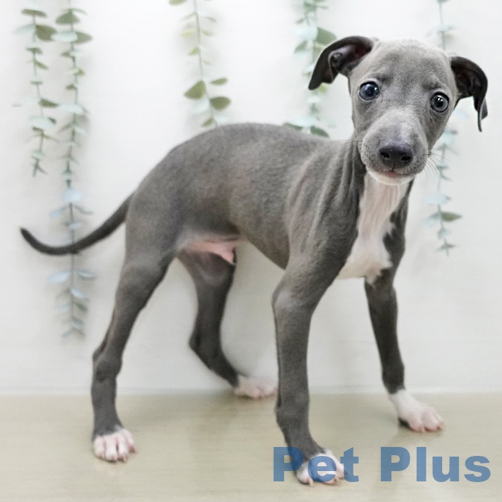 埼玉県のイタリアングレーハウンド (ペットプラス 与野店/2026年1月15日生まれ/男の子/ブルーホワイトマーキングス)の子犬