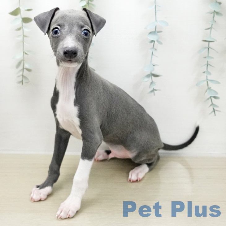 イタリアン・グレーハウンド