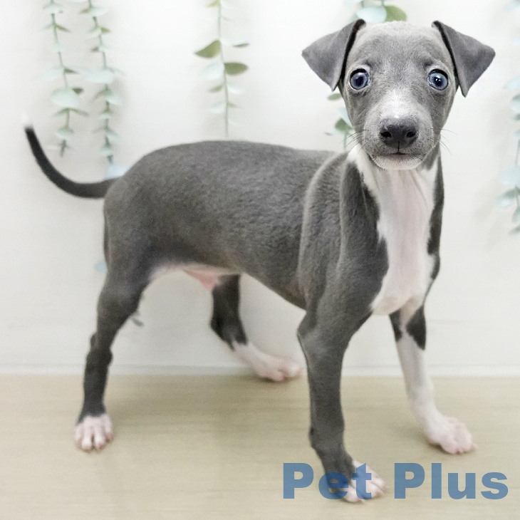 イタリアン・グレーハウンドの写真2