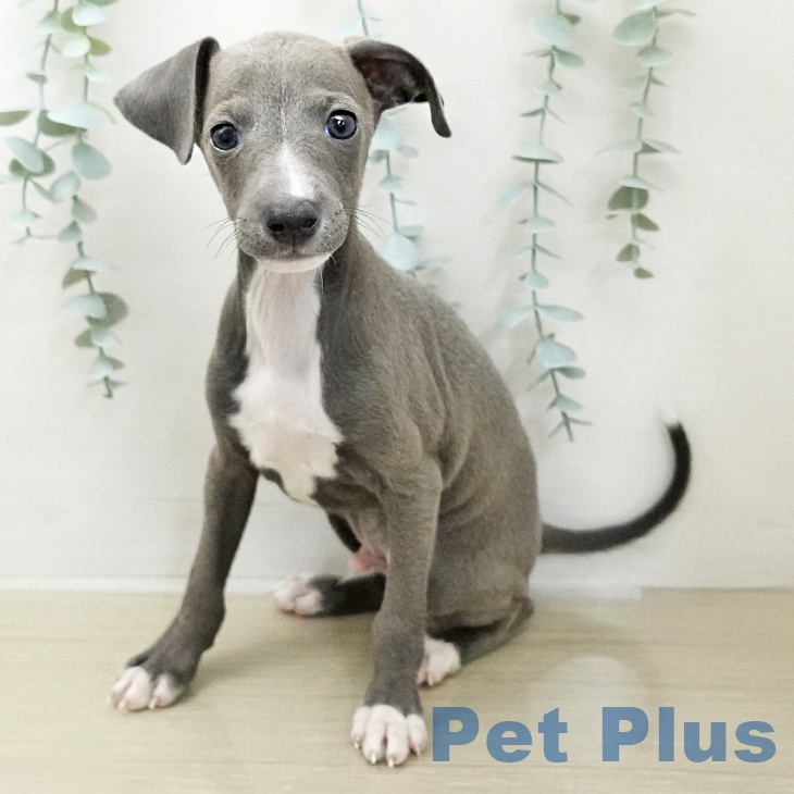 イタリアン・グレーハウンド