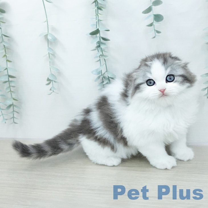 東京都のスコティッシュフォールド (ペットプラス 大井町トラックス店/2026年1月14日生まれ/男の子/シルバータビーホワイト)の子猫の1枚目の画像