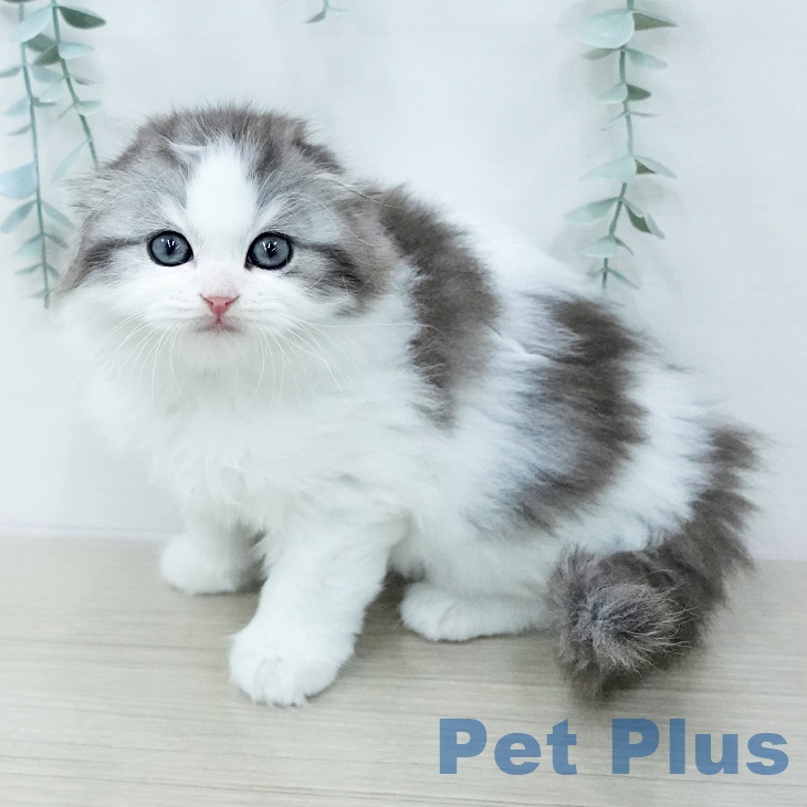 東京都のスコティッシュフォールド (ペットプラス 大井町トラックス店/2026年1月14日生まれ/男の子/シルバータビーホワイト)の子猫の2枚目の画像