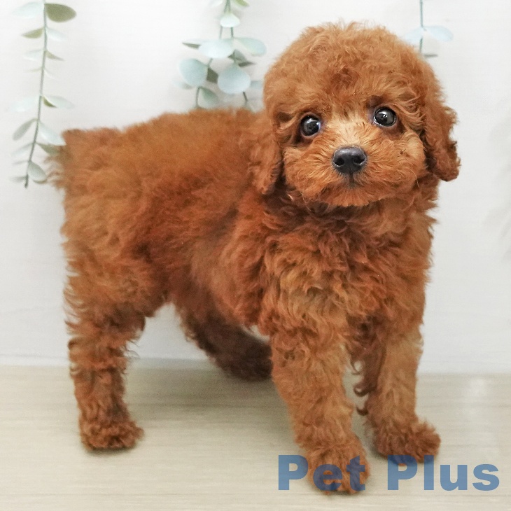 トイ・プードル