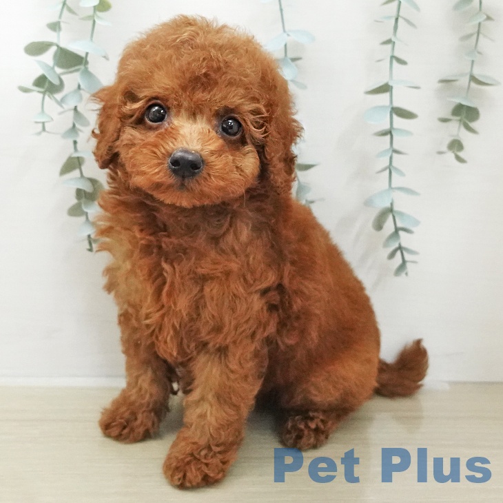 トイ・プードルの写真2