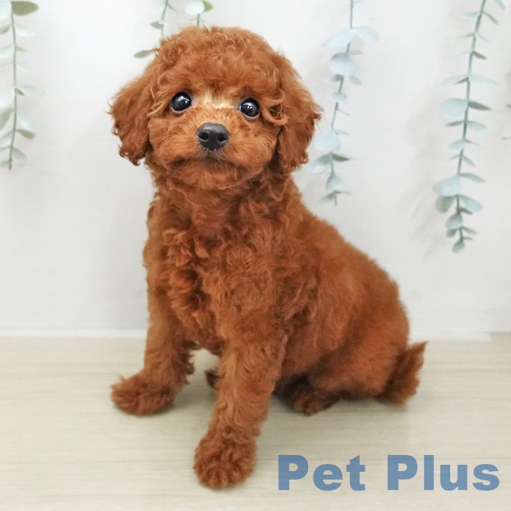 トイ・プードル