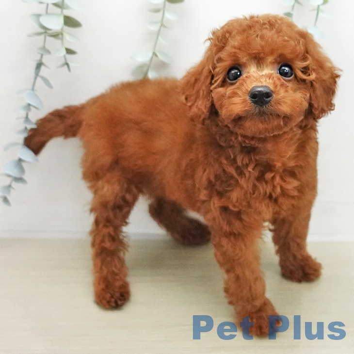 トイ・プードルの写真2