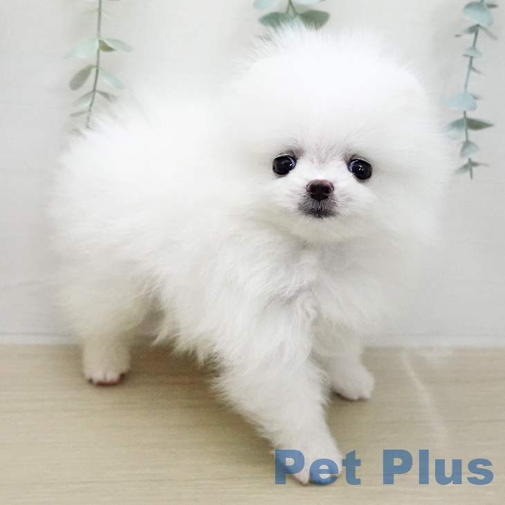 ポメラニアンの写真2