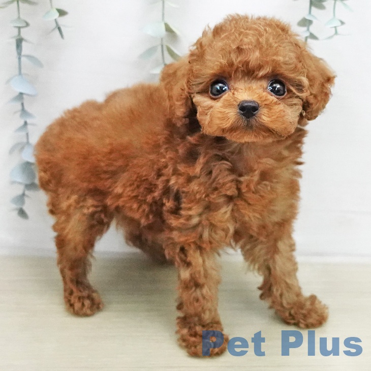 トイ・プードルの写真2