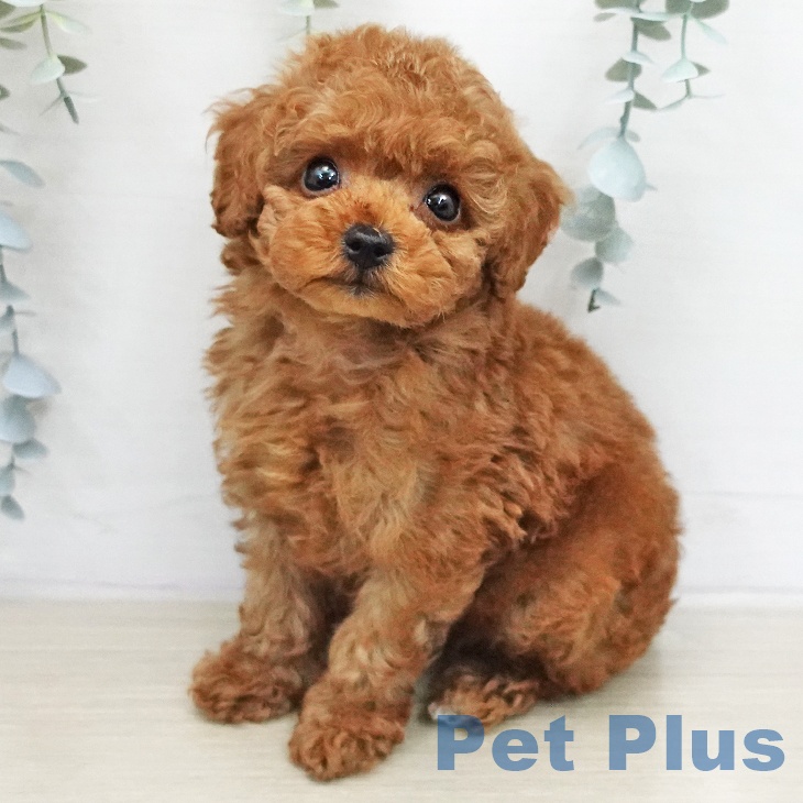 トイ・プードル