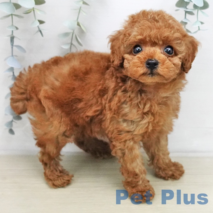 トイ・プードルの写真2