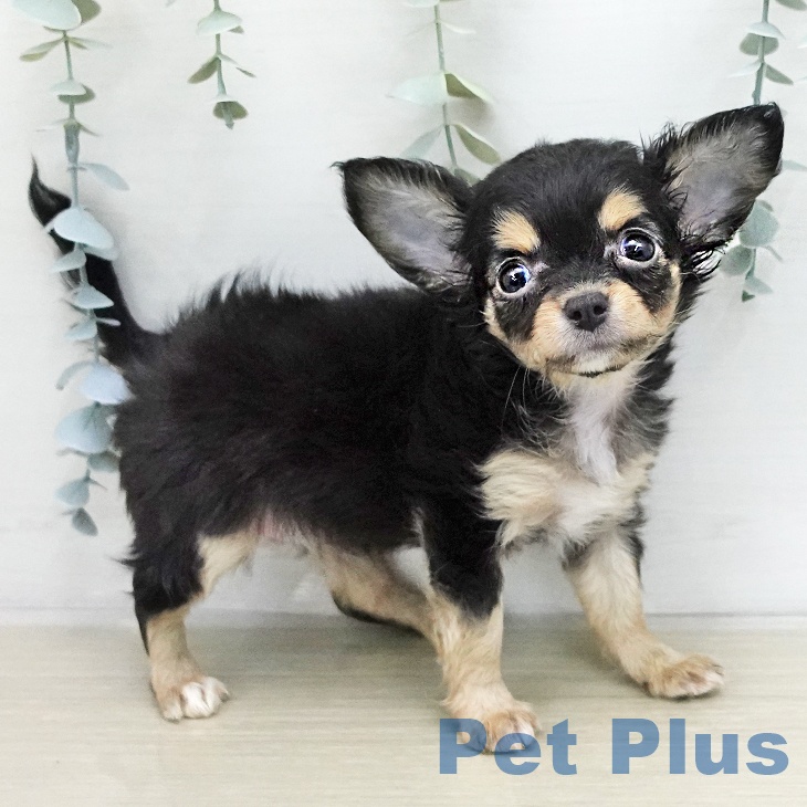 神奈川県のチワワ(ロング) (ペットプラス 湘南平塚店/2026年1月14日生まれ/女の子/ブラックタンホワイト)の子犬