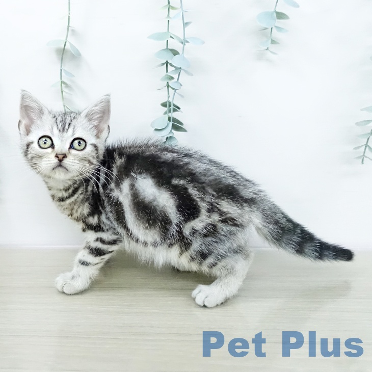 東京都のアメリカンショートヘアー (ペットプラス 日の出店/2026年1月15日生まれ/男の子/シルバータビー)の子猫の1枚目の画像