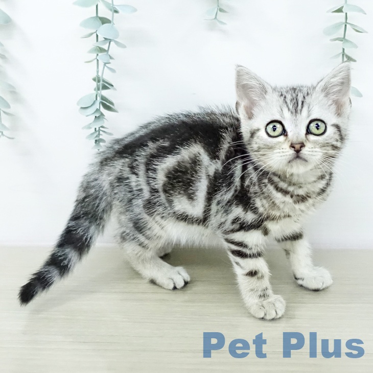 東京都のアメリカンショートヘアー (ペットプラス 日の出店/2026年1月15日生まれ/男の子/シルバータビー)の子猫の2枚目の画像