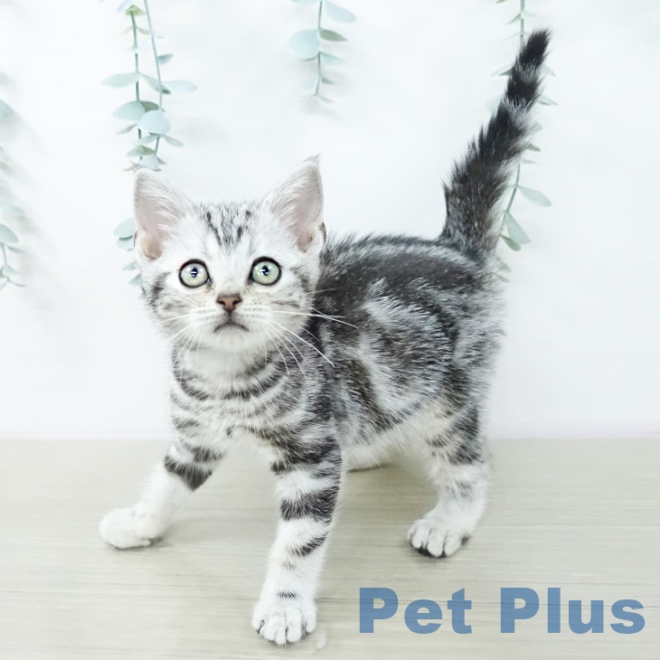 千葉県のアメリカンショートヘアー (ペットプラス 成田店/2026年1月15日生まれ/男の子/シルバータビー)の子猫の1枚目の画像