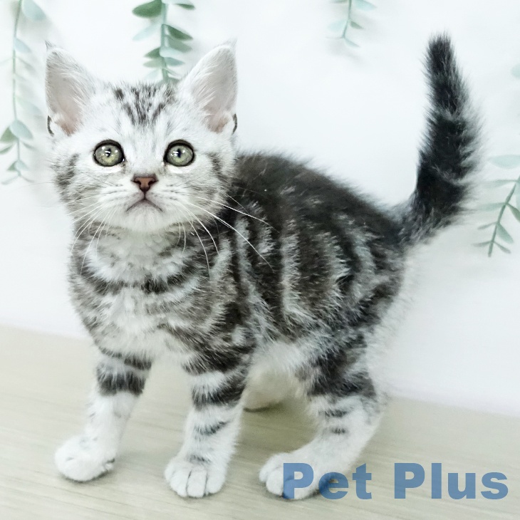 アメリカンショートヘア