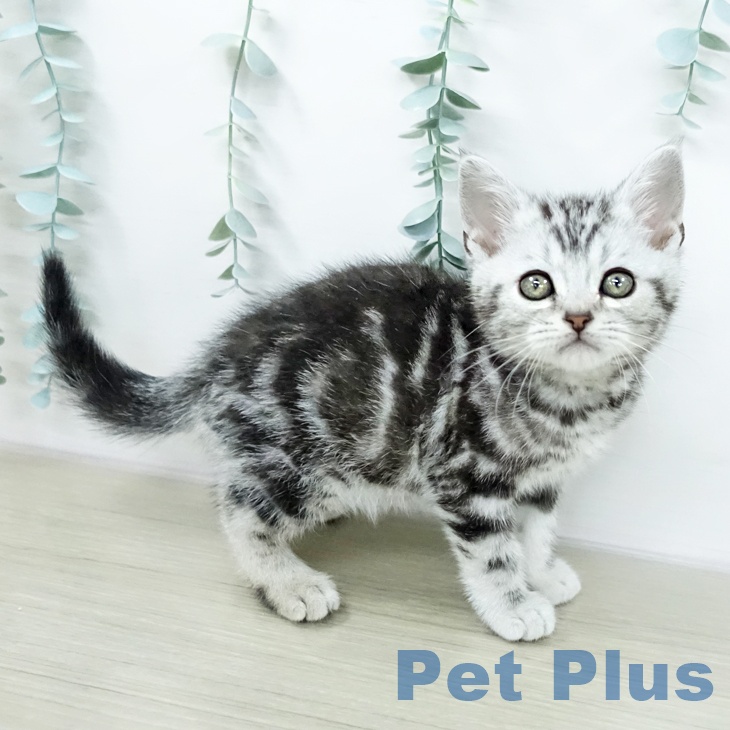 アメリカンショートヘアの写真2