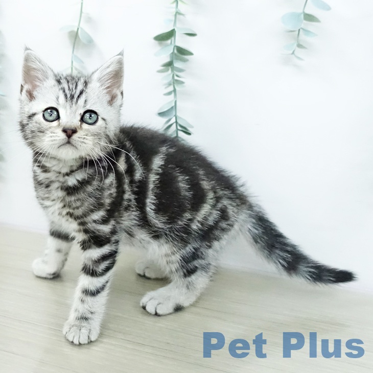 アメリカンショートヘア