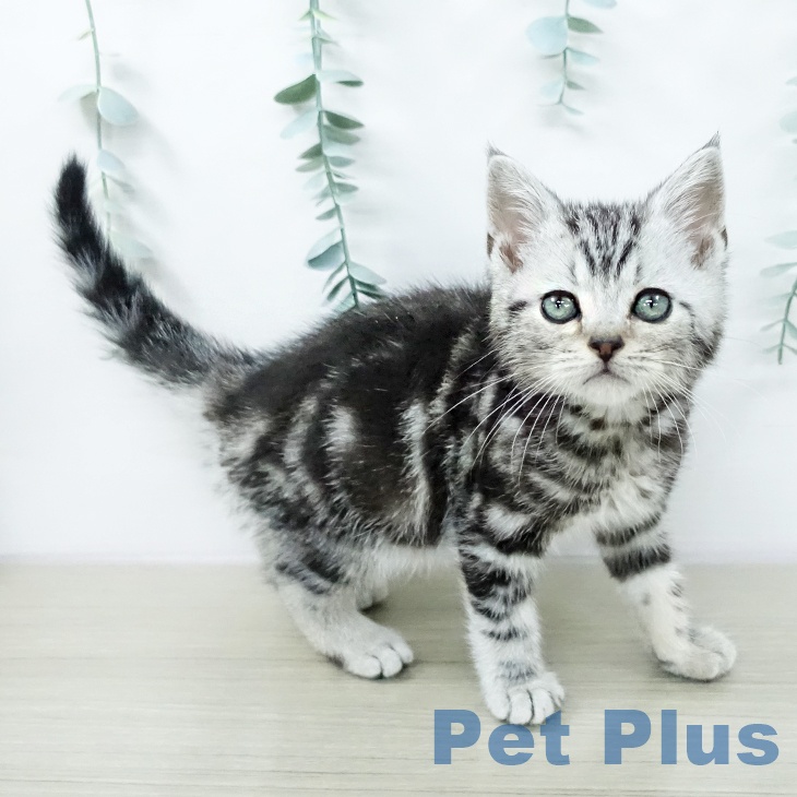 アメリカンショートヘアの写真2