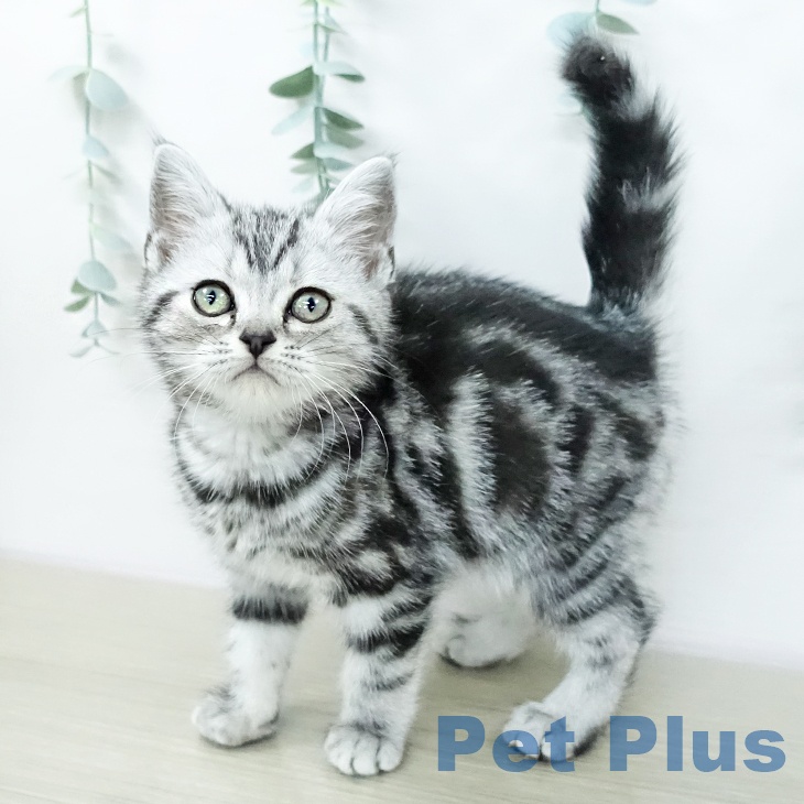 アメリカンショートヘア