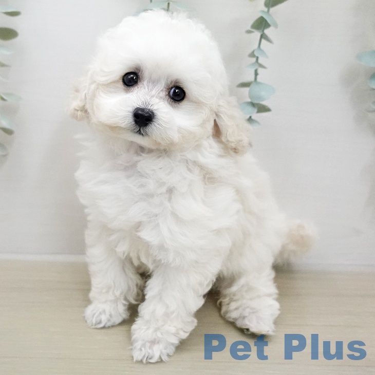 トイ・プードルの写真2