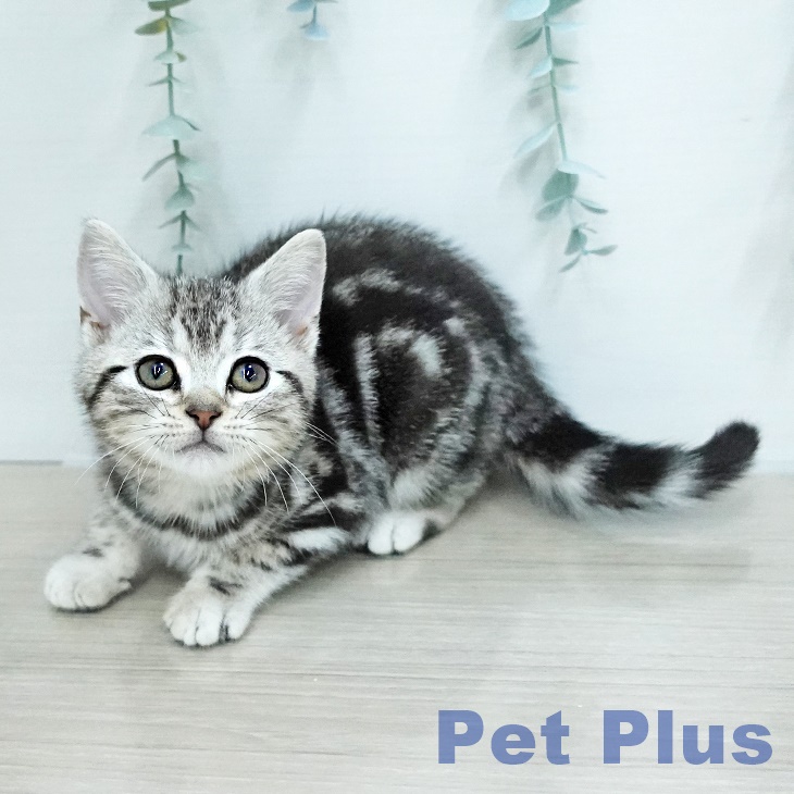 アメリカンショートヘア