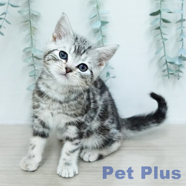 埼玉県のアメリカンショートヘアー (ペットプラス 八潮店/2026年1月3日生まれ/男の子/シルバータビー)の子猫