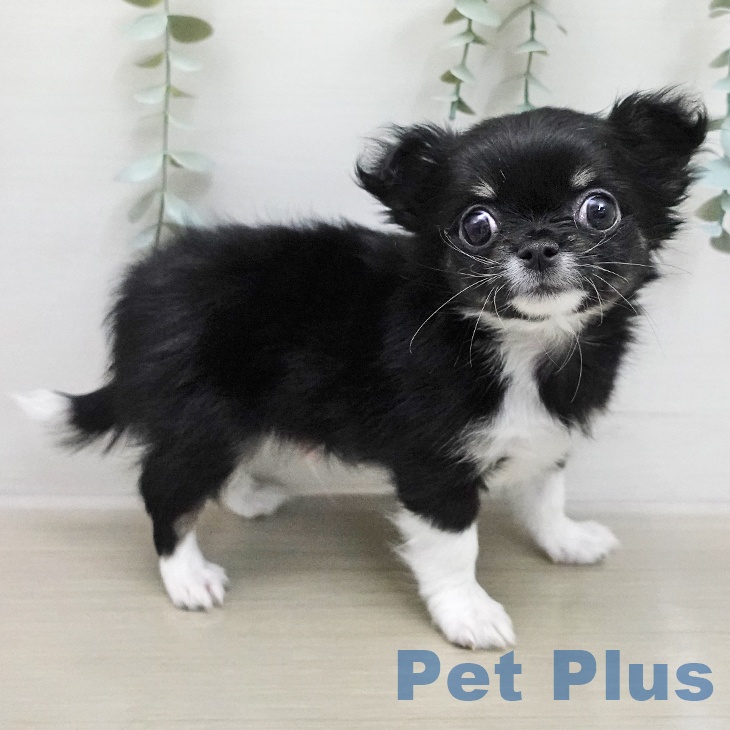 埼玉県のチワワ(ロング) (ペットプラス イオンモール春日部店/2026年1月17日生まれ/男の子/ブラックタンホワイト)の子犬