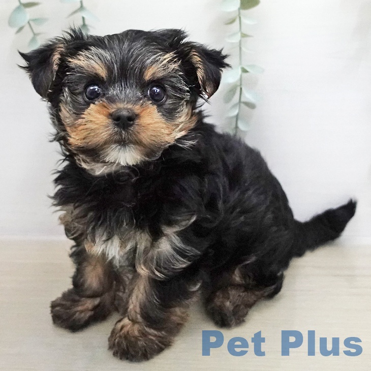 ヨークシャー・テリアの写真1